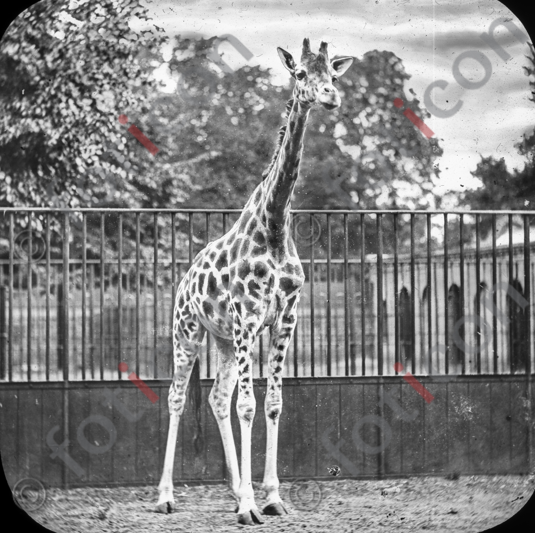 Giraffe | Giraffe (foticon-simon-167-037-sw.jpg)